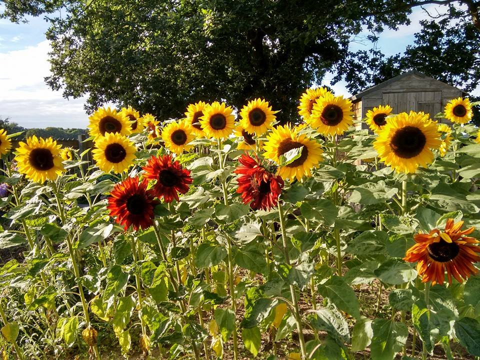 Sunflowers grown at Huntersmoon for The Sunflower Room